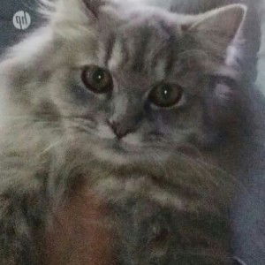 oreo oreo profile icon