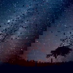 Phan Tom profile icon