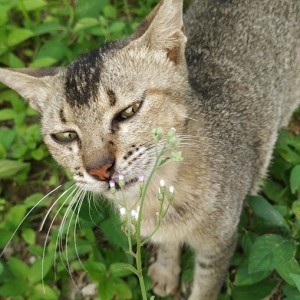Kucing Kakak profile icon
