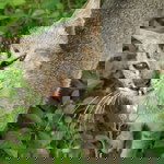 Kucing Kakak profile icon