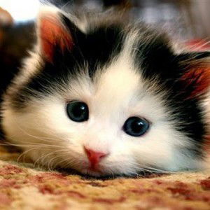 Shafira Azzahra profile icon