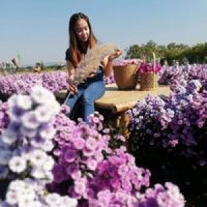 Nongnoot Phatcharin profile icon