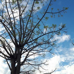 Marwah A. Sudmar profile icon