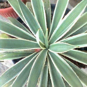 diah sugiriningsih profile icon