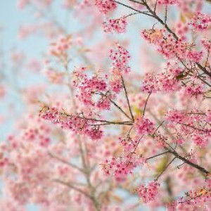 Eneng Sri Lestari profile icon