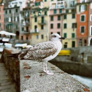 Okty Trian profile icon