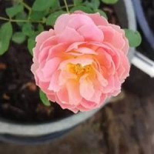 Fatimahrili Emah profile icon