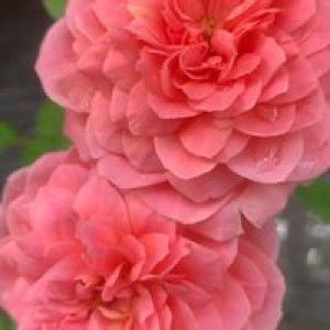 Nelly Nuraeni profile icon