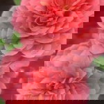 Nelly Nuraeni profile icon