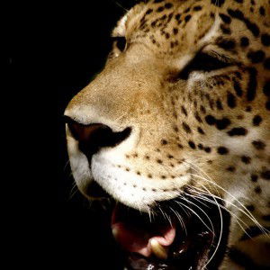 Fahmi Samsuri profile icon