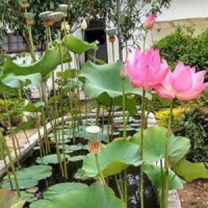 Sutri Yani profile icon