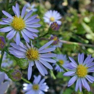 Pretty Jemz profile icon