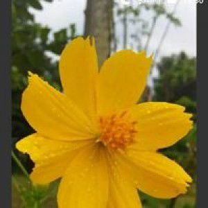 Utami Dewi profile icon