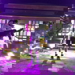 Nica Kim profile icon