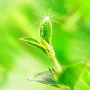 Ummu Nur profile icon