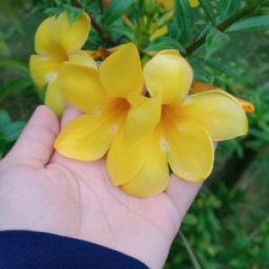 cici dwinda sari profile icon