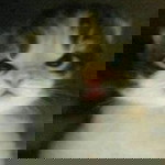 Atcharin In-om profile icon