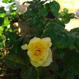 Inun Galinung profile icon