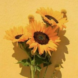 Awang Widia profile icon