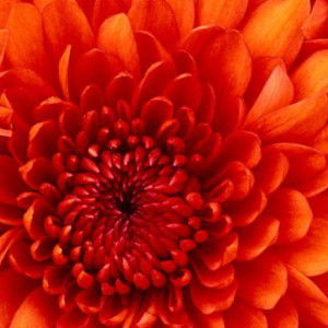 Lina Kamelia profile icon