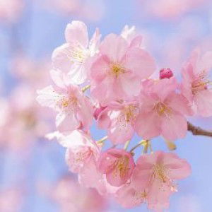 Resi Sesiliya profile icon