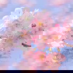 Resi Sesiliya profile icon