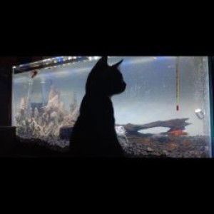 lippiyah profile icon