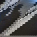 shabana shabir profile icon