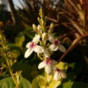 Damustika Devi profile icon