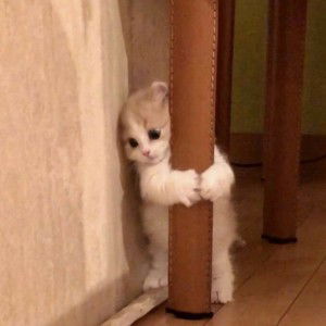 Ainie_ Zulainie profile icon