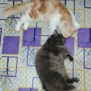 Nadiaul Hikmah profile icon