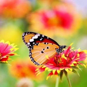 Perlita Asilo profile icon