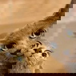 Buakham Tippansa profile icon