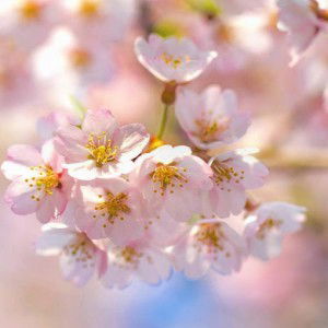 putri dwikorasih profile icon