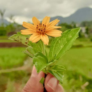 Mastia Siti Juariah profile icon