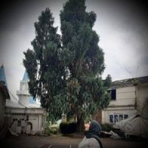 Evi Indriani profile icon