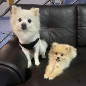 Tanis HY profile icon