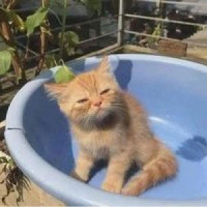 MawarHitam profile icon