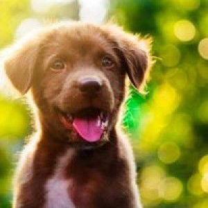 Arra Cabungcal Sunido profile icon