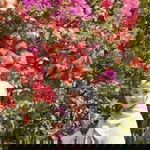 Nur Imania Marta Sari profile icon