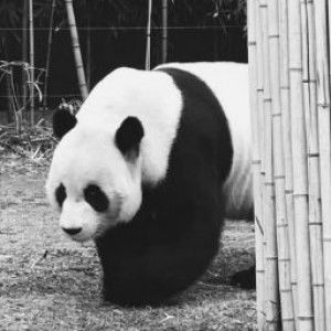 Stpratiwi Saraswati profile icon