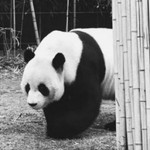 Stpratiwi Saraswati profile icon