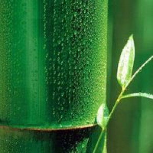 Yosi Nurdiyanto Ingin Tenang profile icon