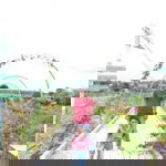 Michelia Alba profile icon