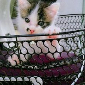 Amyra Amer profile icon