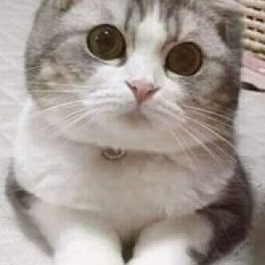 Con Galan profile icon