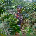 Intan Simanjuntak profile icon