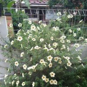 Felt Souvenir profile icon