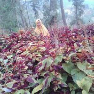 Laila La profile icon