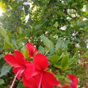 Tây Dâu profile icon